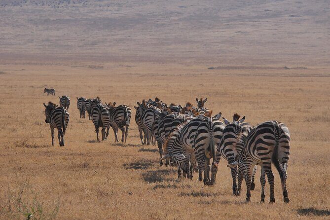 Private 5 Days Tanzania Safari - Authentic Guides and Scenic Encounters