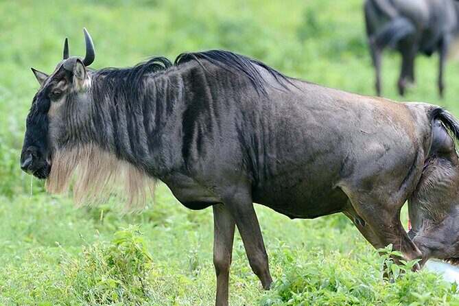 Private 6-Day Great Migration Ndutu Serengeti Safari Tour - The Itinerary in Detail