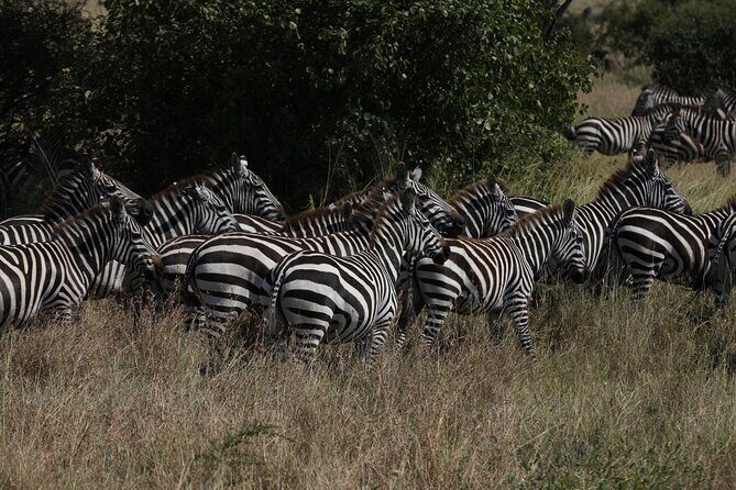Private 6 Day Great Wildebeest Migration Ndutu Calving Season - Practical Details and Why They Matter