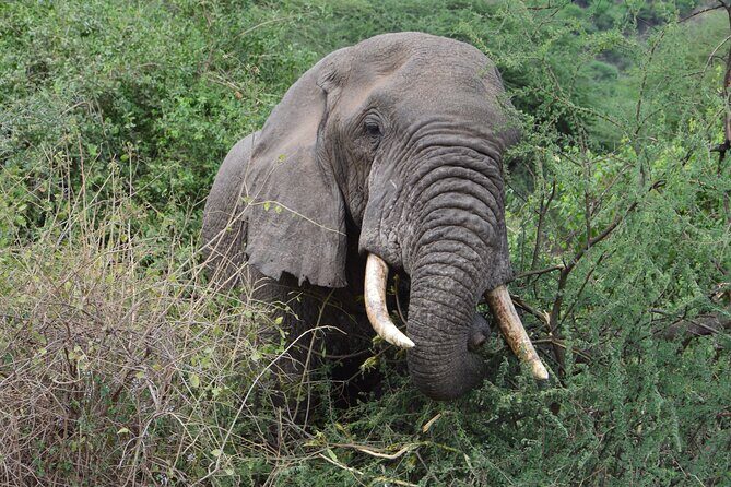 Private 7-Day Tanzania Camping Safari - What Makes This Safari Stand Out?