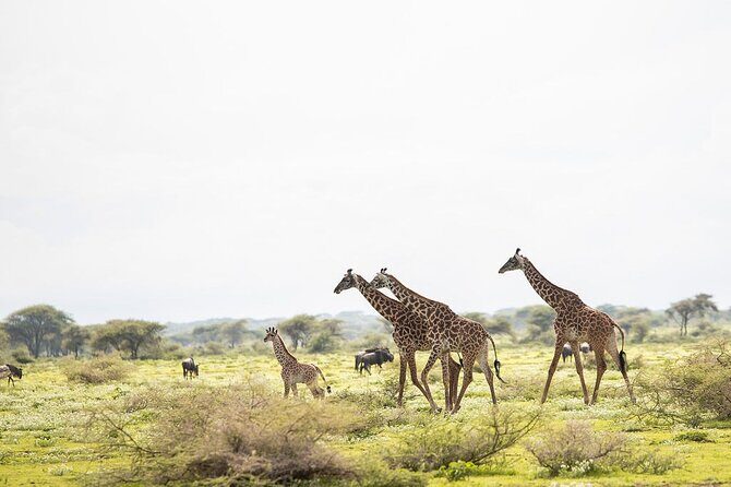 Private 7 Days Classic Safari Tour in Tanzania - Who Is This Safari Best For?