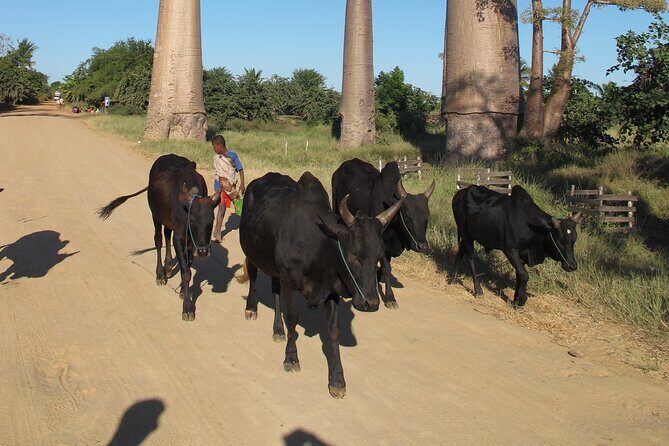 Private 9-Day Morondava Baobabs and Andasibe Lemurs Tour - Who Will Love This Tour?