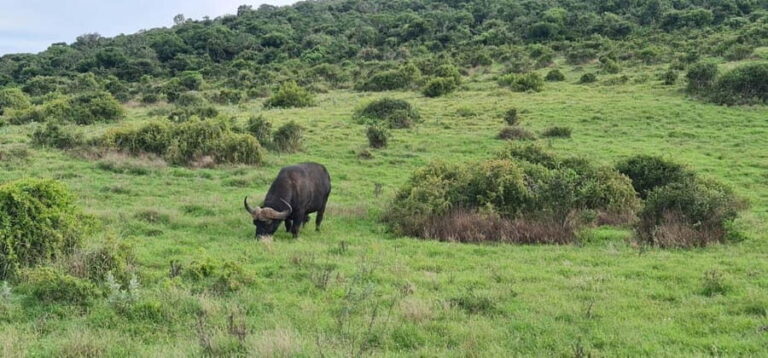Private Addo Elephant National Park Half Day Tour - What to Expect During the Tour