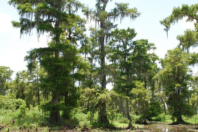 Private Airboat Swamp Tour - Why This Tour Might Be Perfect for You