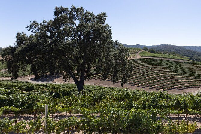 Private All-Inclusive 3-Winery Tour from Paso Robles/Atascadero - Exploring Paso Robles Wine Country
