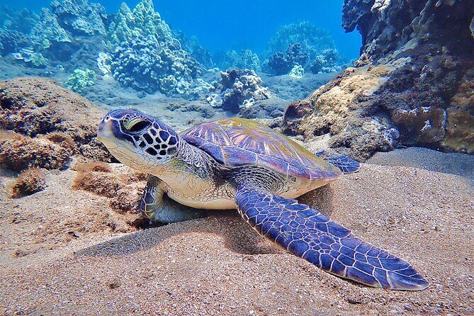 Private and Personalized Scuba Diving Adventures for All Experience Levels - Frequently Asked Questions