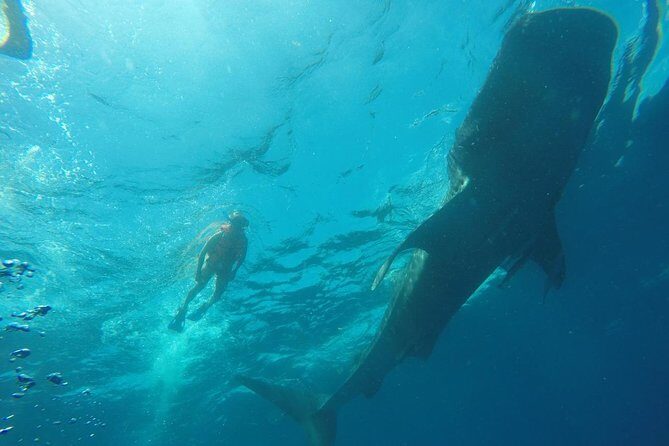 Private and Shared Whale Shark Tour from Tulum - Considerations and Potential Drawbacks