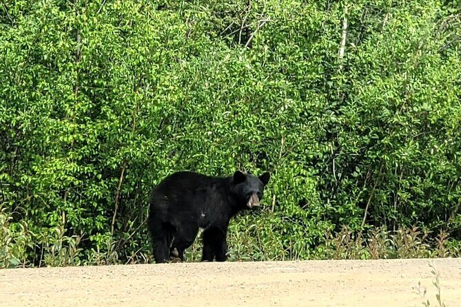 Private Arctic Circle Expedition from Fairbanks - The Itinerary: What You Can Expect