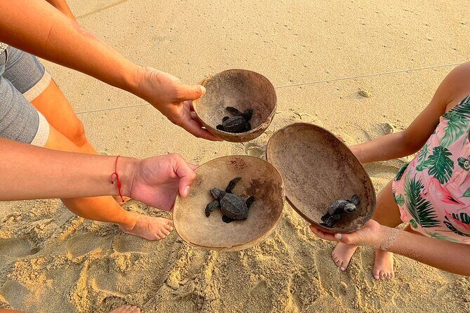 Private Baby Sea Turtle Release Huatulco HT - What’s Included and What’s Not