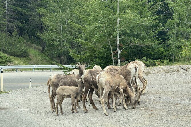 Private Banff Day Tour Lake Minnewanka and Lake Louise and more - Transportation and Timing