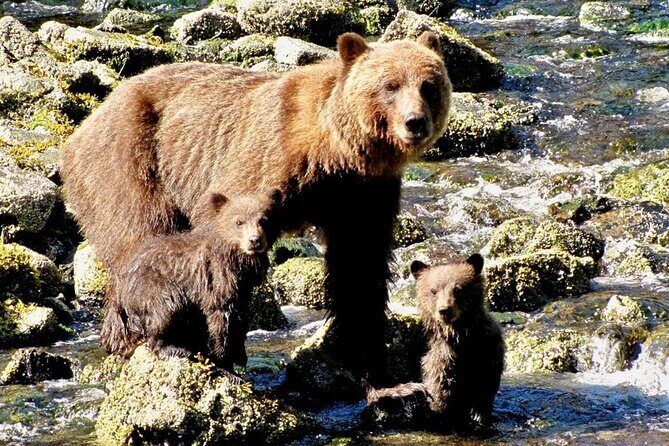 Private Bear Viewing at Waterfall Creek - What We Love About This Experience