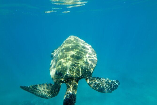 Private Beginner Paddleboard Lesson with Snorkel in Turtle Town - Analyzing the Value