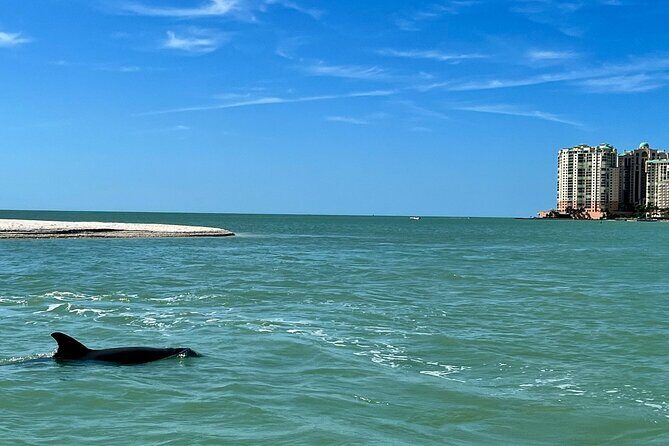 Private Best of Marco Island Dolphin Tour - The Sum Up: Who Will Love This Experience?