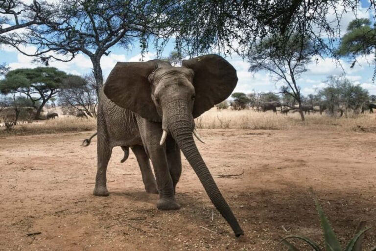 Private Big Five Safari Tour - Who Is This Tour Best For?