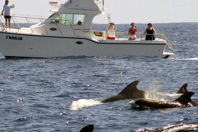 Private Biologist-Led Sea'fari (up to 10 passengers) - The Vessel: Hale Kai