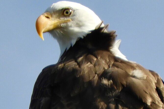 Private Birding Hike in Rocky Mountain National Park - What to Expect on Your Birding Adventure