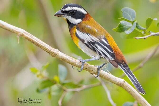 Private Birdwatching Tour with a Guide in Cozumel - Why This Tour is Worth Considering