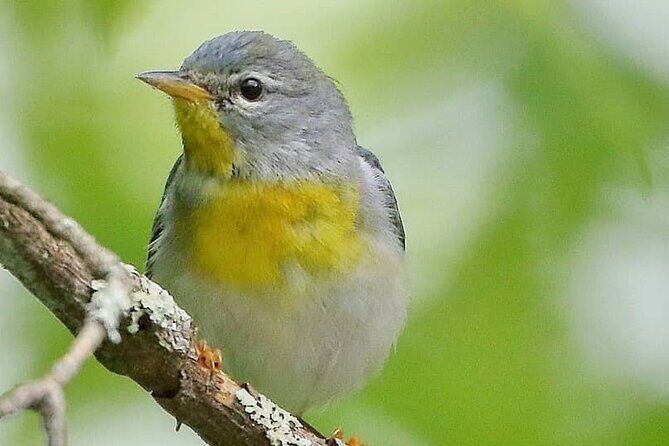 Private Birdwatching Walking Activity in Hendersonville - Authentic Perspectives from Participants