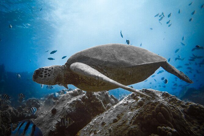 Private Boat Cruise of Waikiki! Snorkel, Sightseeing, Sea Life! - What Makes This Tour Special