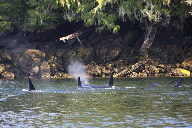 Private Boat Tour of Misty Fjords from Ketchikan - Who Will Love This Tour?