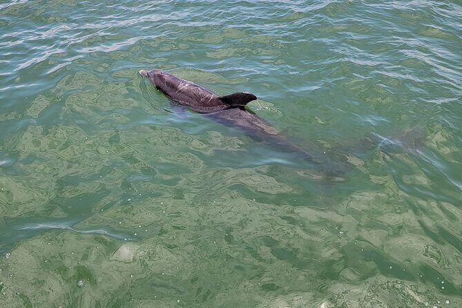 Private Boat Tour up to 12 People Fort Myers Beach and Sanibel - Authenticity and Customer Feedback