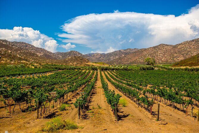 Private Boutique Wine Tour in Valle de Guadalupe - Who Will Love This Tour?