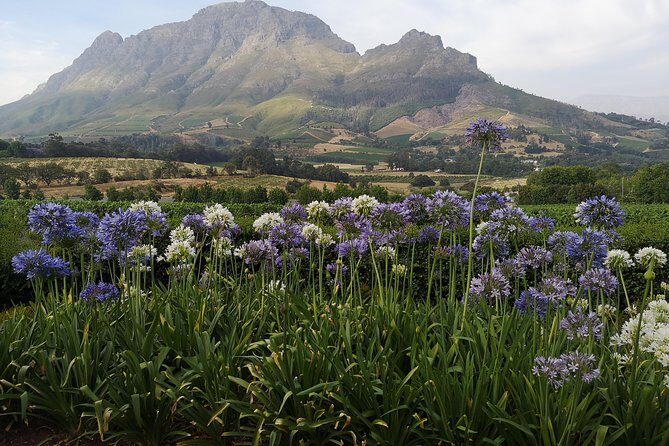 Private Cape Winelands Tour from Cape Town - The Experience: What You Can Expect