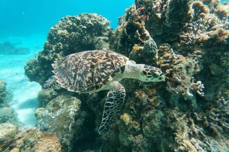 Private Catamaran in Cozumel: El Cielo and Turtle Sanctuary - FAQ