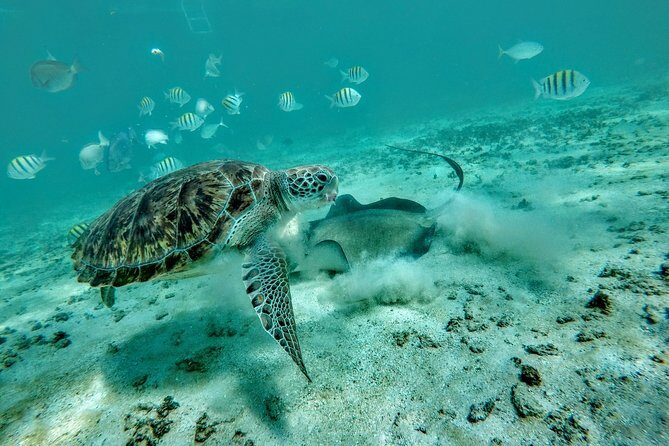 Private Cenote & Snorkeling Tour with Turtles in Akumal - Final Thoughts: Who Is This Tour Best For?