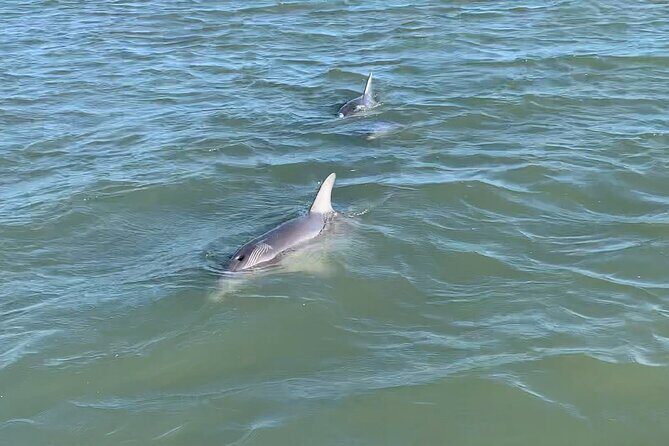Private Charleston Dolphin and Eco Boat Tour - Authentic Experiences and Genuine Encounters