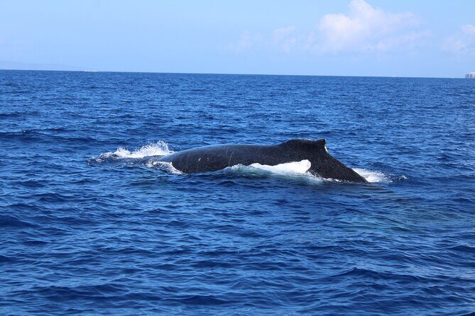 Private Charter Humpback Whale Watching & Dolphin Search - What’s Included and What Costs Extra