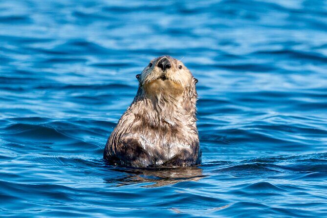 Private Charter Scenic Wildlife Excursion for Cruise Passengers - Why the Price Reflects Value