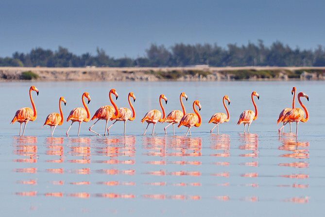 Private Chichen Itza, Cenote Ik Kil, Rio Lagartos & Las Coloradas - Who’s It Best For?