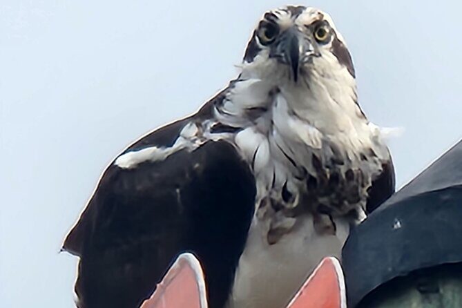 Private Crystal River Wildlife Boat Tour - The Itinerary: What to Expect