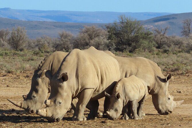 Private Custom Day Tour from Cape Town - Final Thoughts
