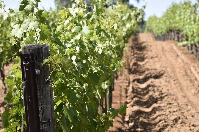 Private, Customized Napa Valley Wine Tasting Tour 6To14 passenger - Who Should Consider This Tour?