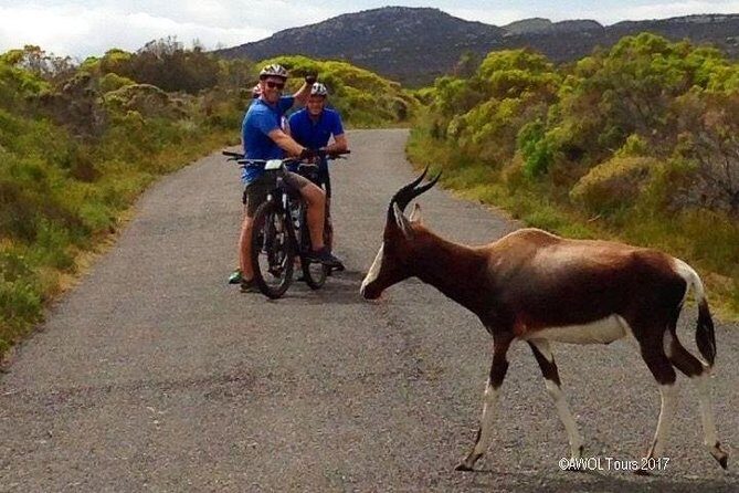Private Cycling Tour to Cape Point from Cape Town - Practical Details and What You Should Know