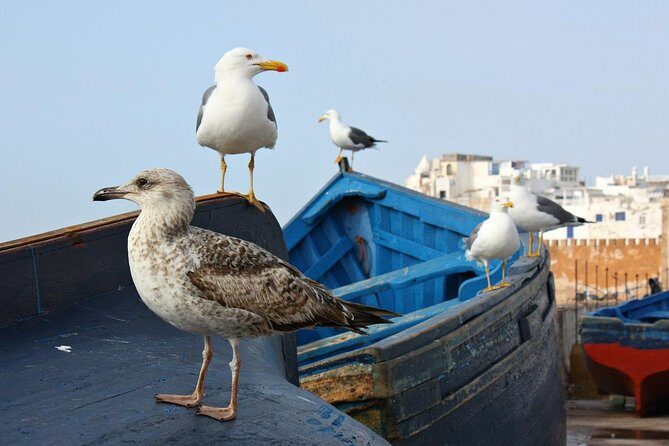 Private Day Tour To Essaouira - Who Will Love This Tour?