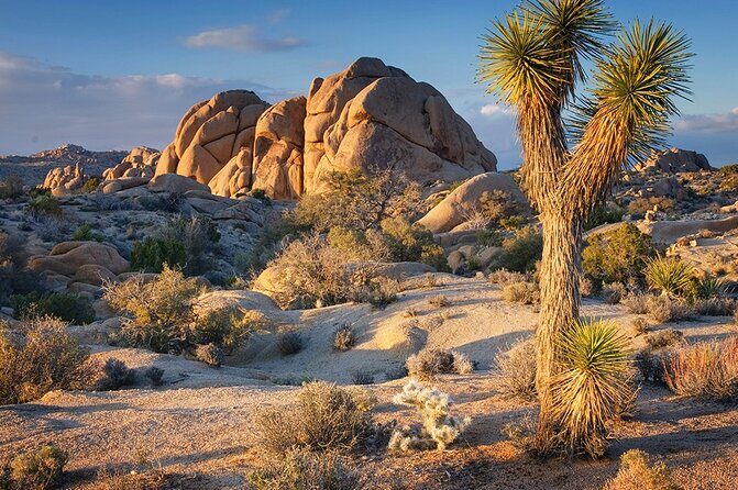 Private Day Tour to Joshua Tree National Park from San Diego - The Itinerary and What You Can Expect