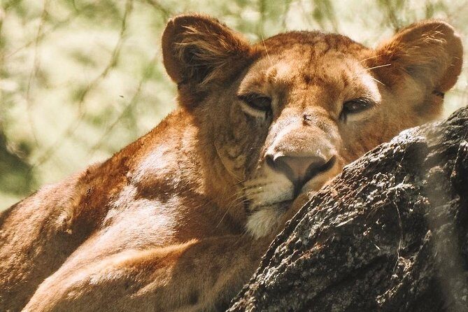 Private Day Trip to Ngorongoro Crater - Practicalities and Logistics