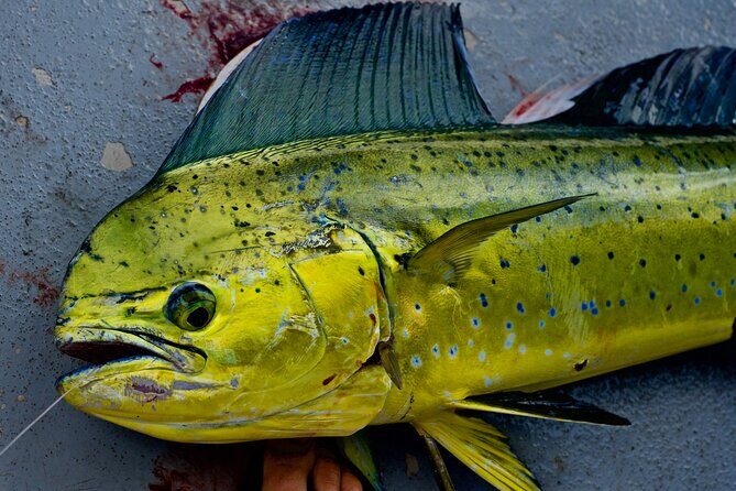 Private Deep Water Fishing in Kauai - What Do the Reviews Say?