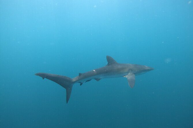 Private Dive Boat for Certified Divers - Cabo San Lucas - The Sum Up: Who Should Consider This Tour?
