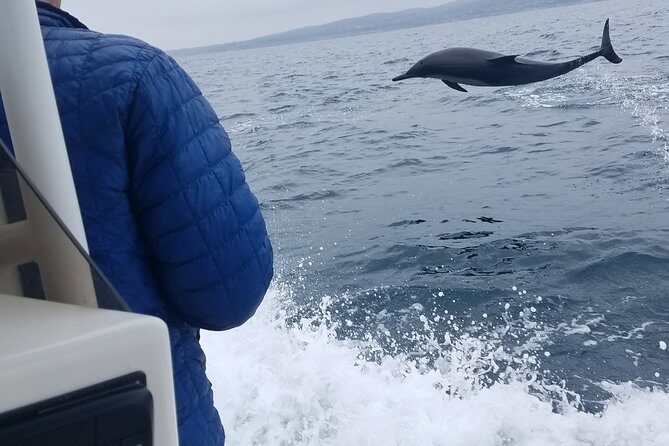 Private Dolphin and Whale Watching Tour in Newport Beach - Detailed Breakdown of the Itinerary