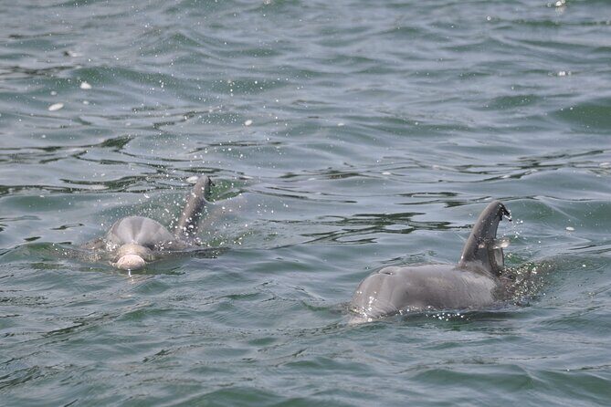 Private Dolphin Cruise - The Itinerary: What You’ll See and Do