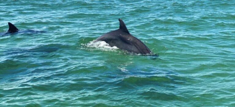 Private Dolphin Tour with Secluded Beach/Snorkel Stop - Final thoughts