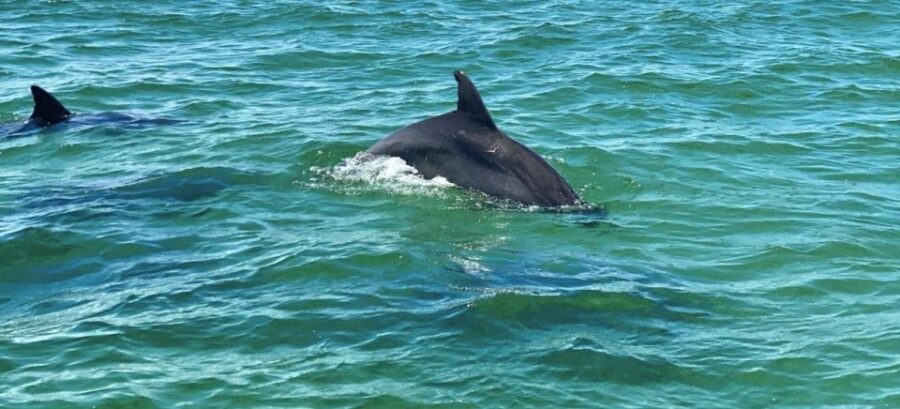 Private Dolphin Tour with Secluded Beach/Snorkel Stop - Final thoughts