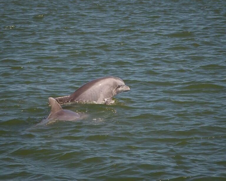 Private dolphin tours in the amazing Savannah Marsh - What to Expect During the Tour