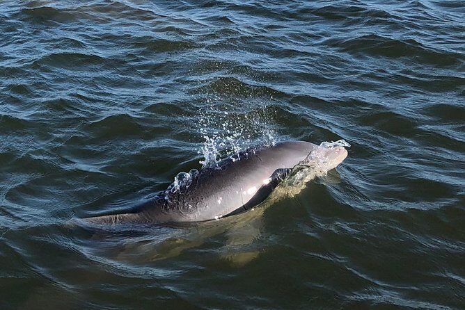 Private Dolphin Watch, Lighthouse and Ecological Boat Tours - What to Expect