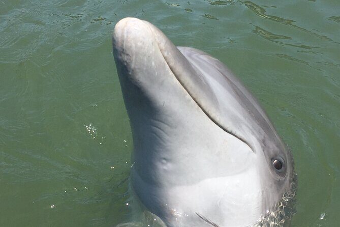 Private Dolphins and Daufuskie Island Stop Tour - Practical Details That Matter