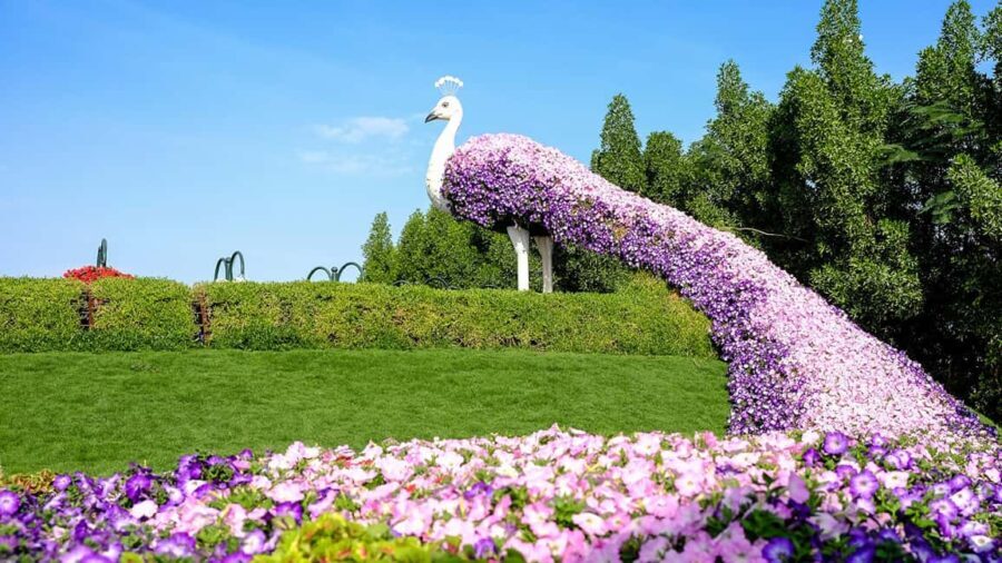 Private Dubai Frame & Miracle Garden Trip with Transfer - The Miracle Garden: Nature’s Art in the Desert